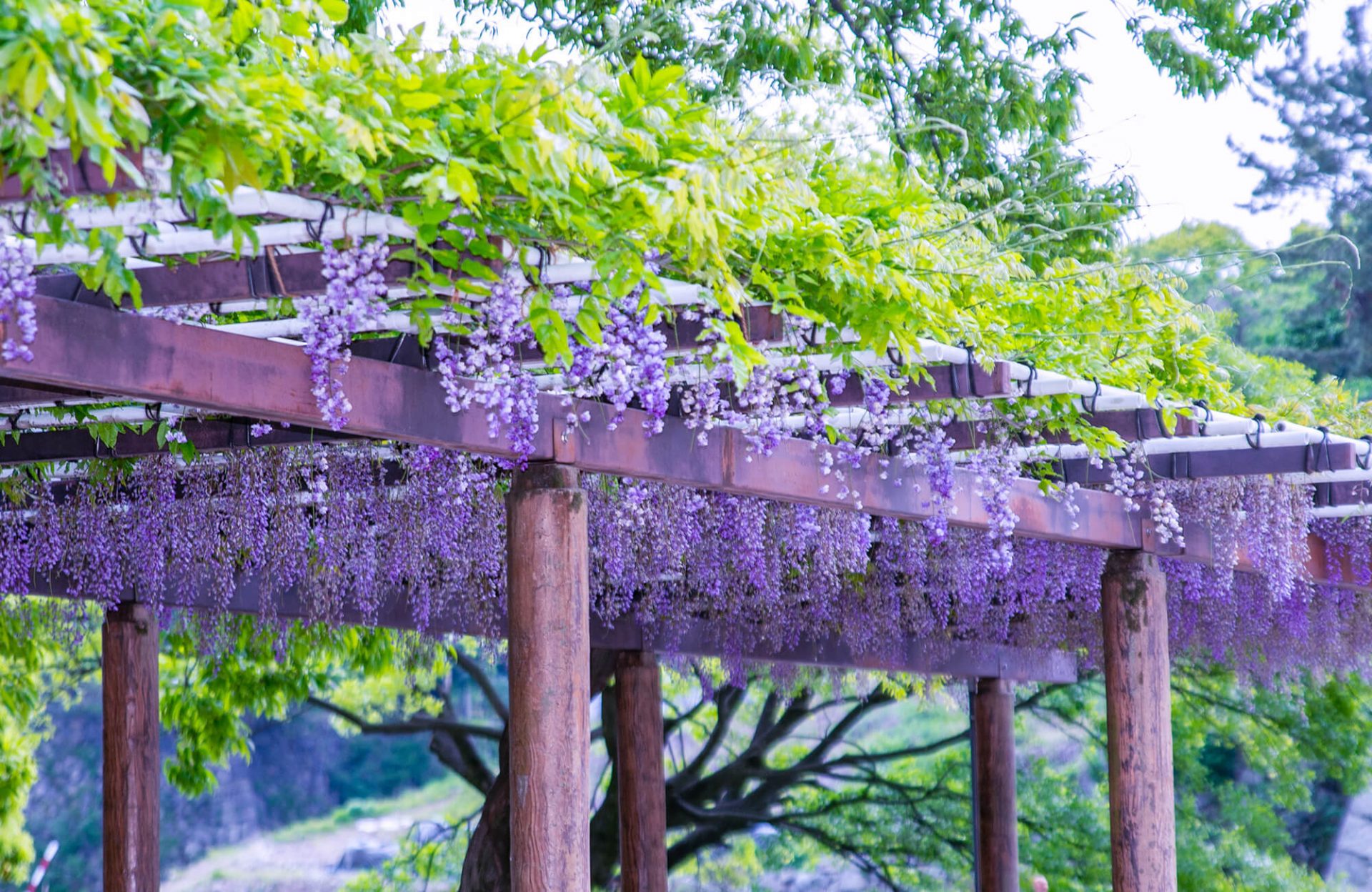 Wisteria Flowers