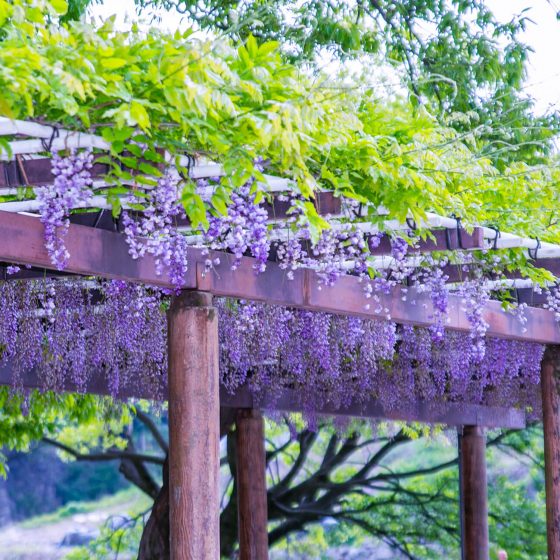 Wisteria Flowers