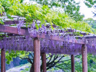 Wisteria Flowers