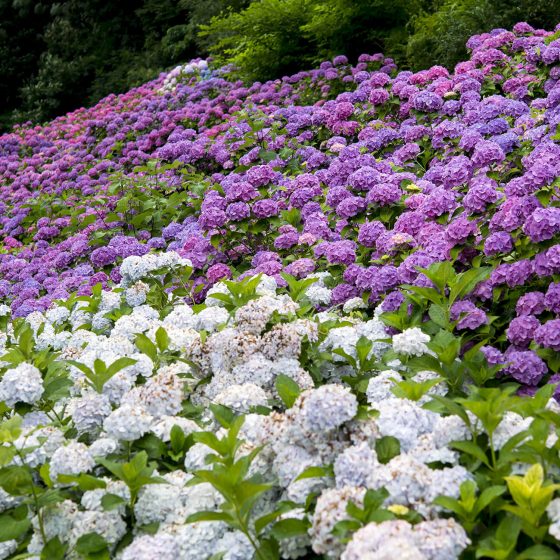 Katahara Onsen (Gamagori)